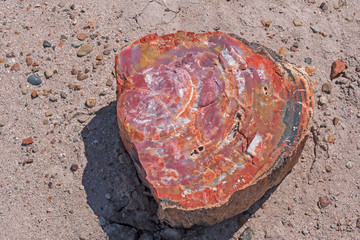 Colorful Patterns in Petrified Wood