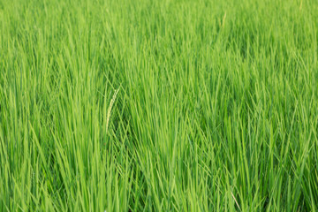 Raw rice in rice field texture, abstract nature green background