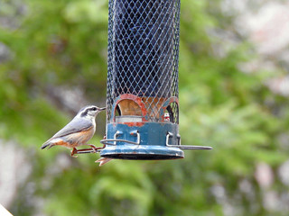 red-breasted nuthatch