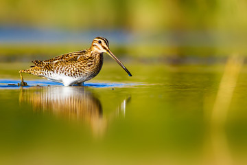 Common Snipe. Colorful nature background. Bird: Common Snipe. Gallinago gallinago.
