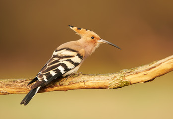 Eurasian Hoopoe or Common hoopoe (Upupa epops) © Piotr Krzeslak
