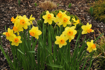 daffodils with yellow petals in spring garden