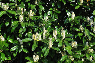 hedge of cherry laurel with white raceme inflorescences
