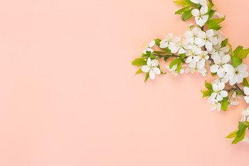 Spring background. Branch of cherry tree with white flowers on pale pink background. Copy space. Spring summer blossom. Beauty concept.