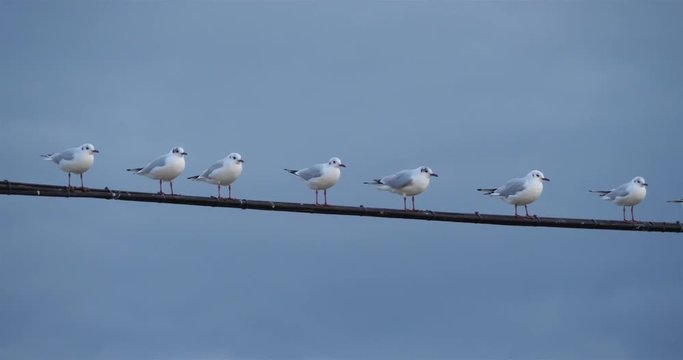 Group of Black-headed gulls perched on an electric cable