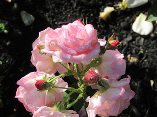 Pink Rose Natural Bouquet