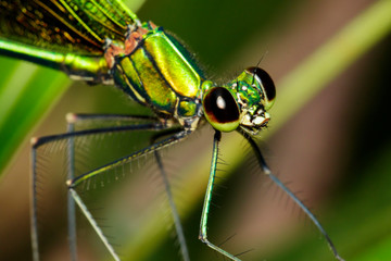 Image of Oriental Green-Wing Dragonfly(Male),Neurobasis chinensis chinensis on nature background. Insect Animal