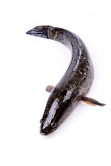 A black fish on a white background