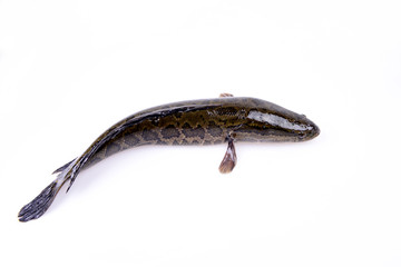 A black fish on a white background