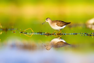 Cute water bird. Wood Sandpiper. Colorful natural background. Bird: Wood Sandpiper. Tringa glareola.