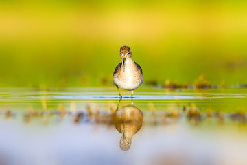 Cute water bird. Wood Sandpiper. Colorful natural background. Bird: Wood Sandpiper. Tringa glareola.