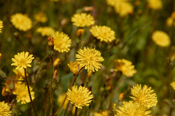 Dandelion meadow in Spain