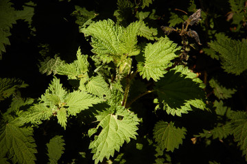 Green nettle plant highlighted from the rest of the plants