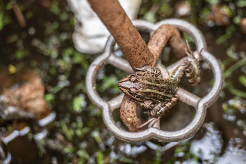 rana renacuajo sapo reptil batracio