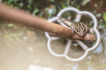 rana renacuajo sapo reptil batracio 
