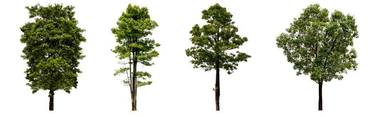 Beautiful fresh green deciduous tree isolated on pure white background for graphic, The collection of trees. with clipping path