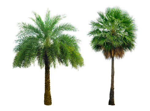 Washington Palm Tree isolated on white background with a high resolution suitable for graphic. The collection of trees. with clipping path