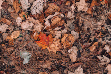 Beautiful closeup natural background with old aged autumn fall leaves and needles on ground earth. View from top above with copyspace. Seasonal card wallpaper. Retro vintage hipster filters.