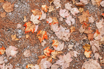 Beautiful closeup natural background with old aged autumn fall leaves and needles on ground earth. View from top above with copyspace. Seasonal card wallpaper. Retro vintage hipster filters.