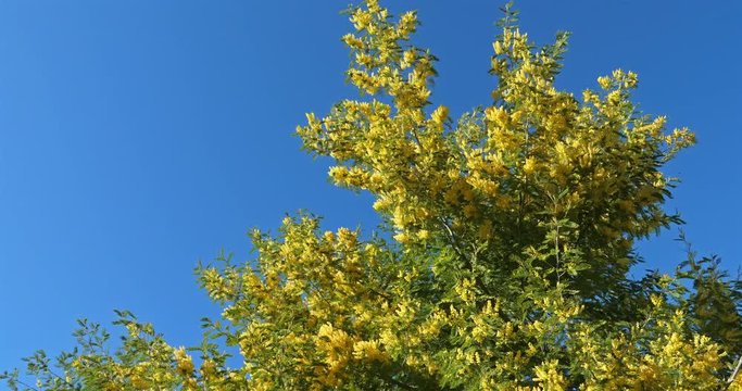 Mimosa blooming in southern France