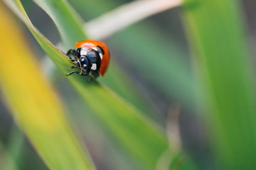 Fototapeta premium Ladybug crawling on the stalks of grass