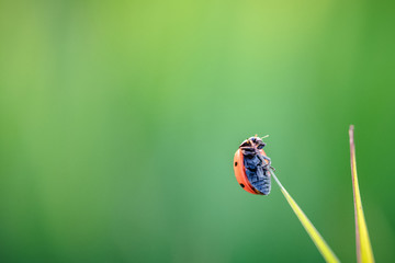 Ladybug crawling on the stalks of grass