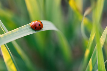 Ladybug crawling on the stalks of grass