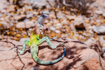 Desert Lizard