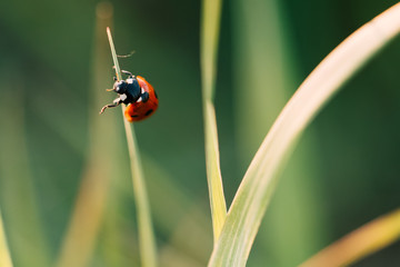 Ladybug crawling on the stalks of grass