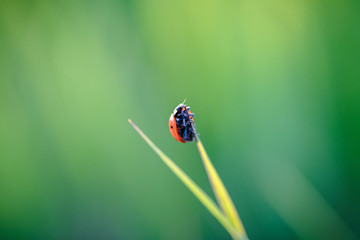 Ladybug crawling on the stalks of grass
