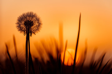 Fototapeta na wymiar Silhouette of dandelion, sunset is sun on background