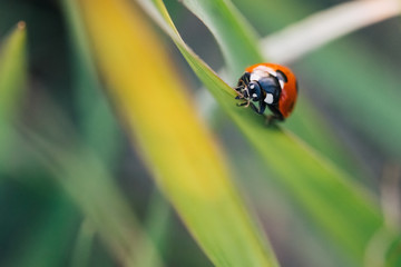 Ladybug crawling on the stalks of grass