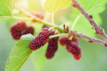 Fresh mulberry on tree / Ripe red mulberries fruit on branch and green leaf in the garden background