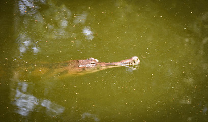 gavial crocodile or The gharial floating on water pond nature