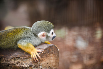 Squirrel monkey lying on wood timber nature blur background