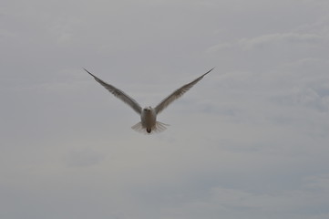 seagull in flight