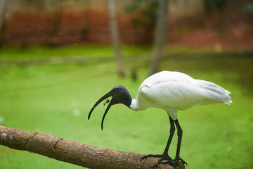 Black headed ibis / Australian white Ibis bird eating fish