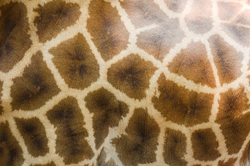 Obraz premium Close up of animal wildlife real giraffe skin texture background