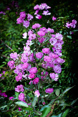 Flores
