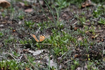 butterfly