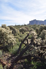 Fototapeta na wymiar Arizona's teddy bear cholla cactus. Nickname: Jumping cholla cactus