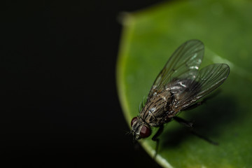 fly on the leaf closeup 