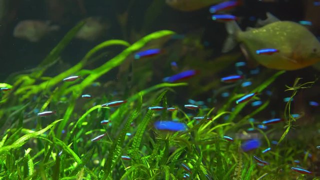 Cardinal tetra (Paracheirodon axelrodi) in natural habitat