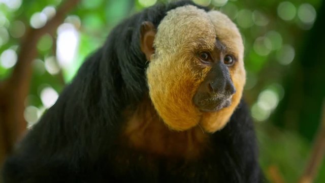 White-faced saki (Pithecia pithecia) portrait