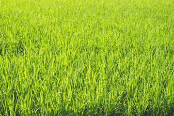 field of green grass