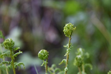 ferns - North vancouver