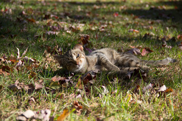 Kitty