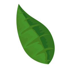 ecology leaf isolated icon