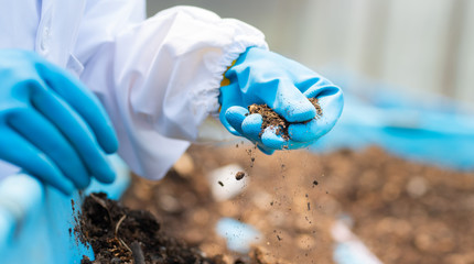 scientist with soil investigation and physical test for plant miniral