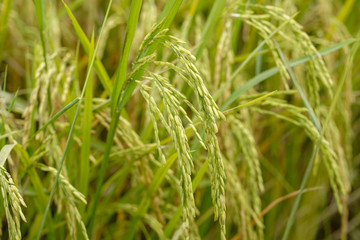 Fototapeta na wymiar Rice field, close up yellow rice seed ripe and green leaves.